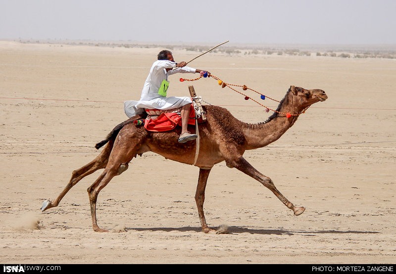 Camel Race Competition in Khara Desert in Central Iran