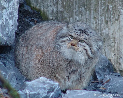 Pallas's cat captured in Azar-Shahr, Tabriz, Azerbaijan Province