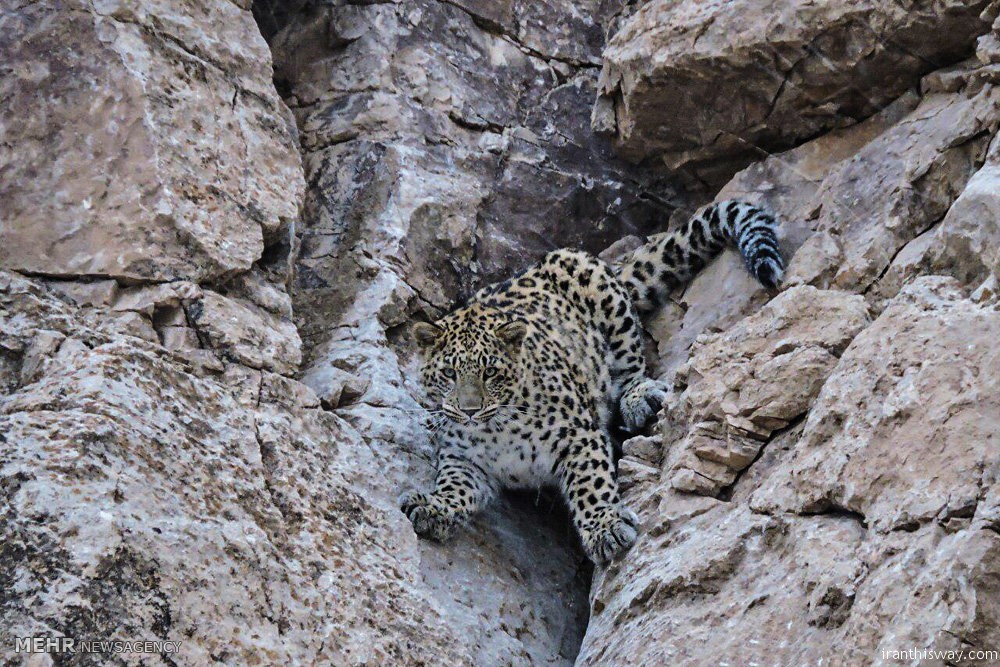 leopards in Iran