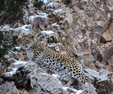 Photo: leopards in Iran