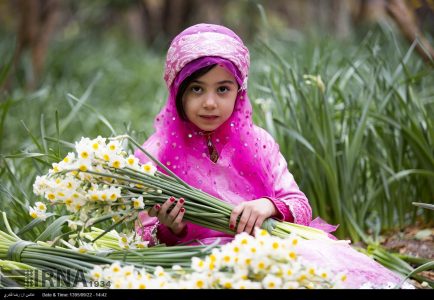 Photo: Harvest Daffodil started Fars Province