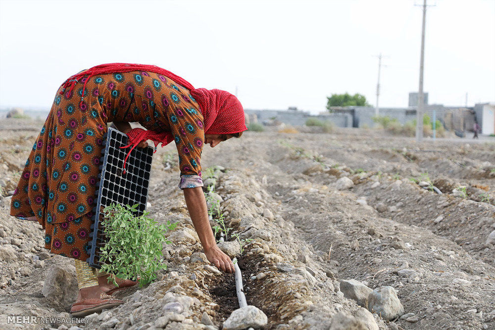 Iranian women farmers planted tomatoes