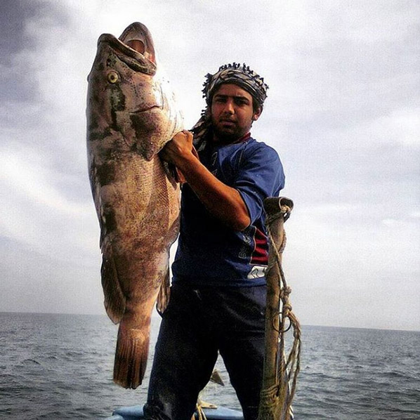 Fishing up grouper fish by Iranian old style fishing net