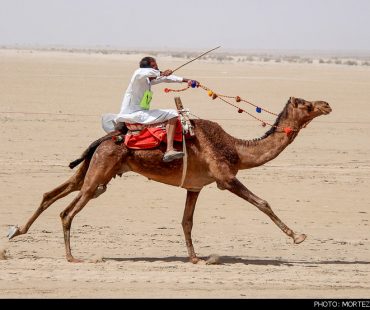 Camel Race Competition in Khara Desert in Central Iran