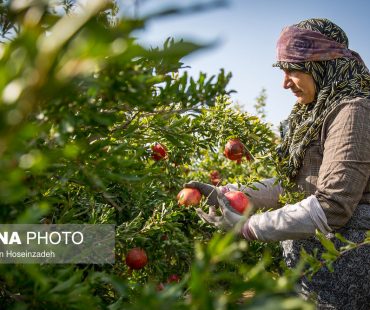 Pomegranate harvest in south Khorasan-Photo