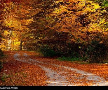 Photo: Wonderful nature fall in Mazadaran