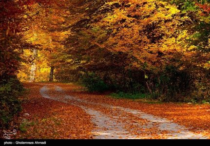 Photo: Wonderful nature fall in Mazadaran