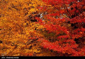 Photo: Wonderful nature fall in Mazadaran