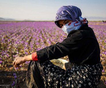 Photo: Iranian saffron harvest begins