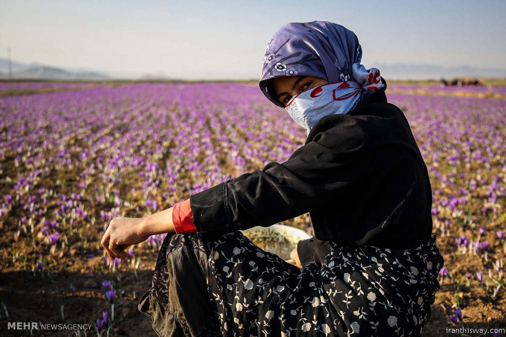 Photo: Iranian saffron harvest begins