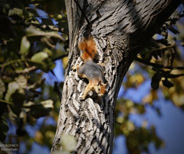 Photo: Autumn beauties of Hamedan