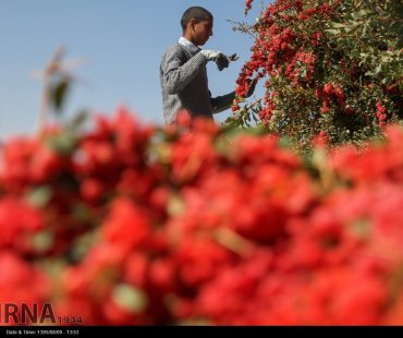 Barberry harvesting season in Iran