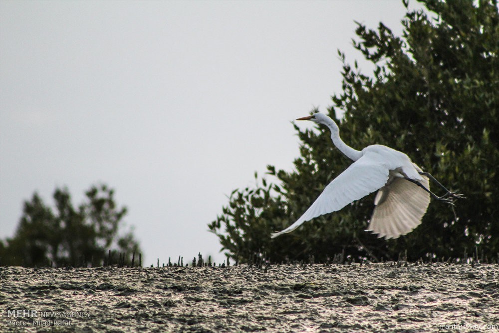 Photo: Migratory birds in the Persian Gulf coast - IRAN This Way