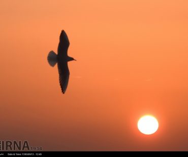 Photo: Migratory birds in the Persian Gulf coast