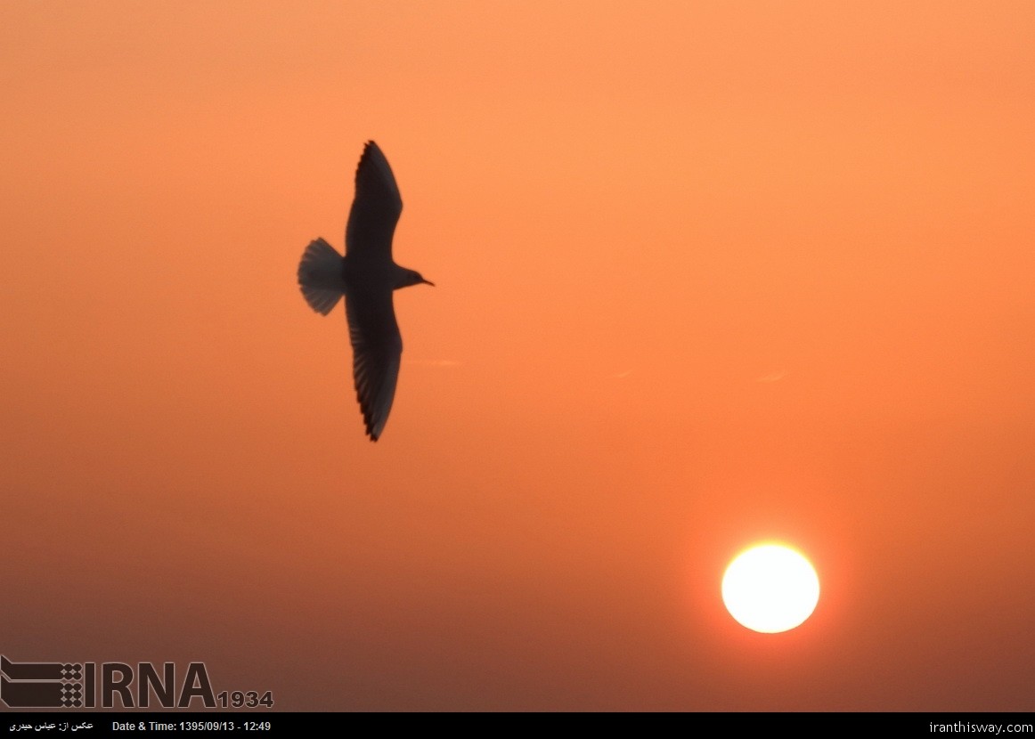 Photo: Migratory birds in the Persian Gulf coast