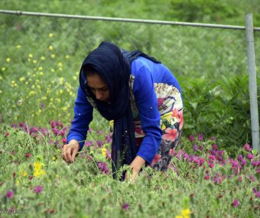 Photo: hand pick medicinal herbs in Gilan