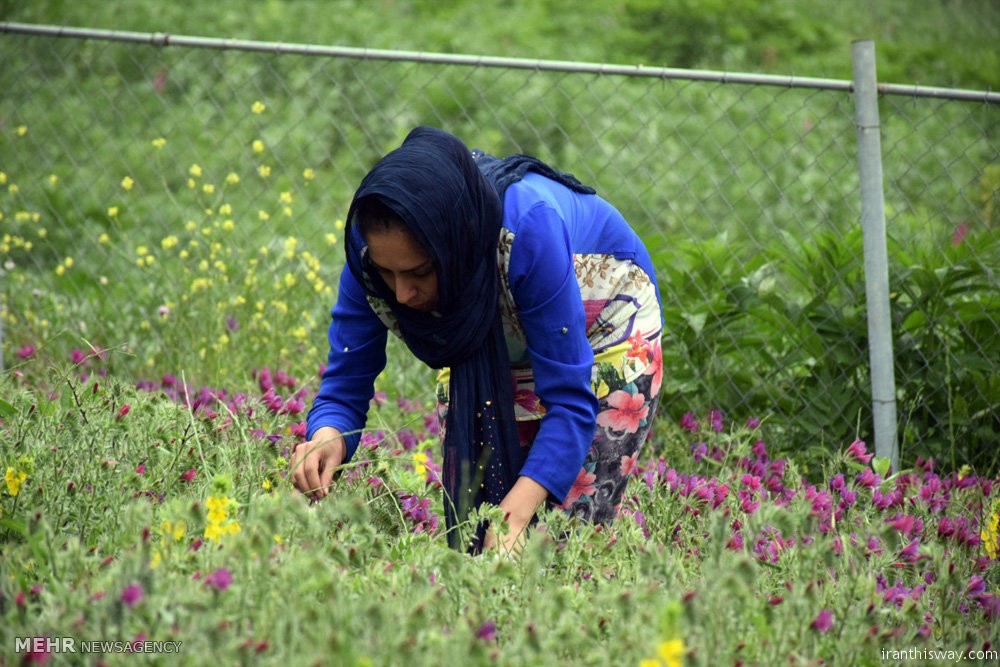 Photo: hand pick medicinal herbs in Gilan